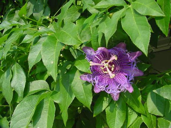 Upwardly_Mobile_passionflower Upwardly_Mobile_passionflower