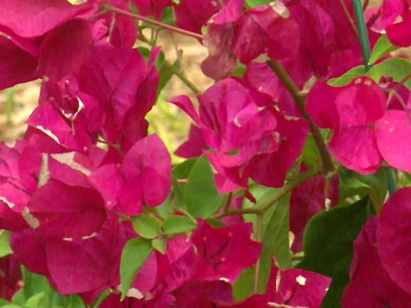Upwardly_mobile_bougainvillea Upwardly_mobile_bougainvillea