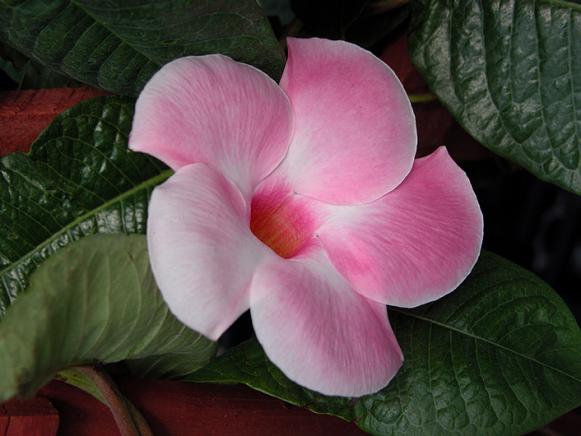 Upwardly_Mobile_mandevilla Upwardly_Mobile_mandevilla