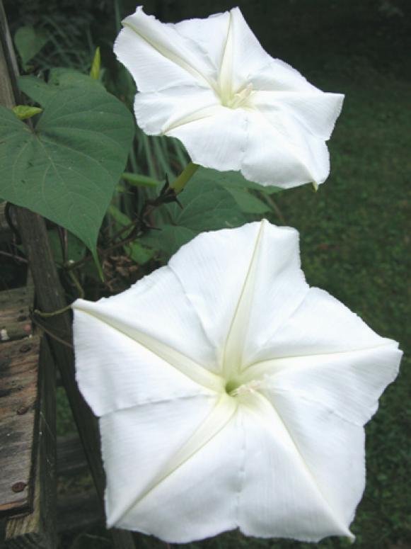 Upwardly_Mobile_moonvine Upwardly_Mobile_moonvine