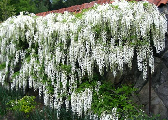 Upwardly_Mobile_wisteria_wall Upwardly_Mobile_wisteria_wall