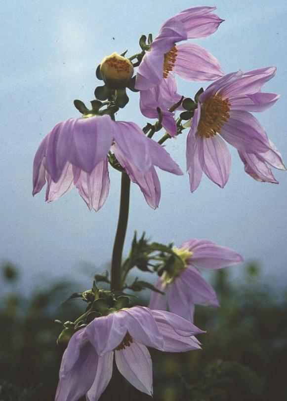 summerbulbs_dahlia_imperialis_flower summerbulbs_dahlia_imperialis_flower