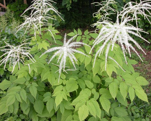 goatsbeard goatsbeard