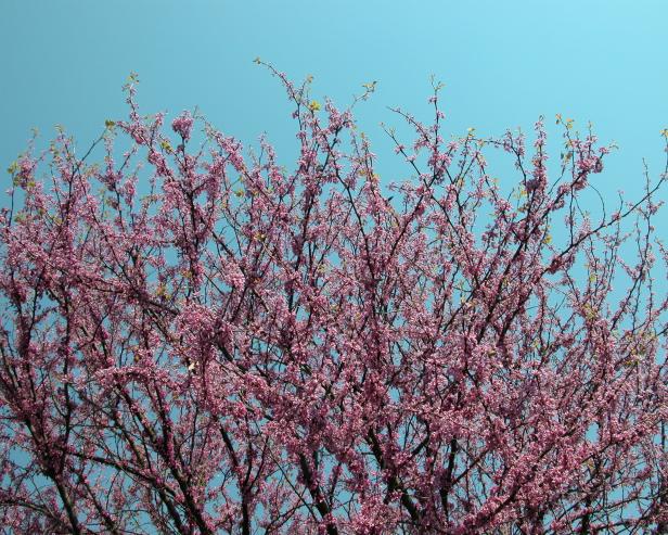 redbud2 redbud2