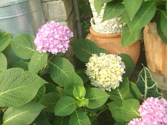 gby1303_4a_endless_summer_hydrangea gby1303_4a_endless_summer_hydrangea