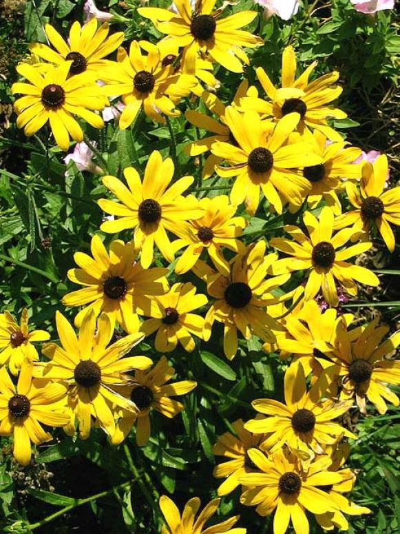 Rudbeckia Rudbeckia