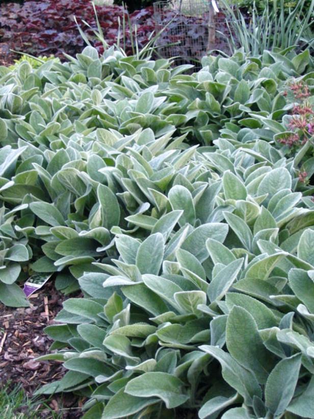 Lamb's Ear HGTV