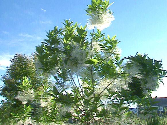 gby1304_3e_translucent_fringetree gby1304_3e_translucent_fringetree