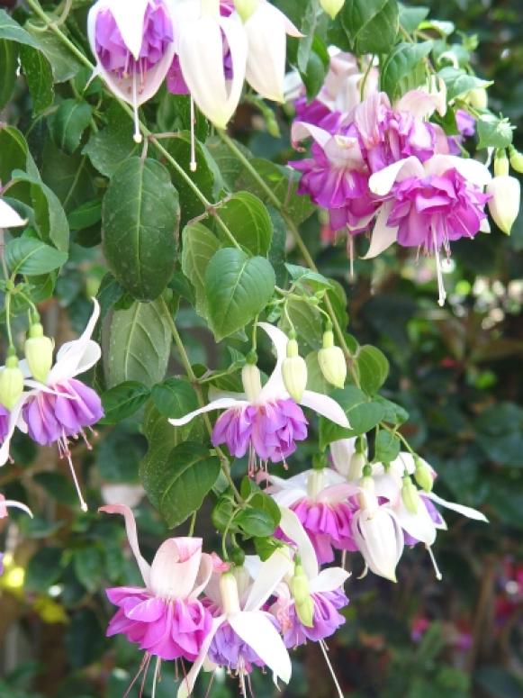SH06G021YARDSMART July 3, 2006 Hanging baskets of fuchsias are easily stored for winter in a dark closet. (SHNS photo provided by Maureen Gilmer / Scripps Howard News Service)                               