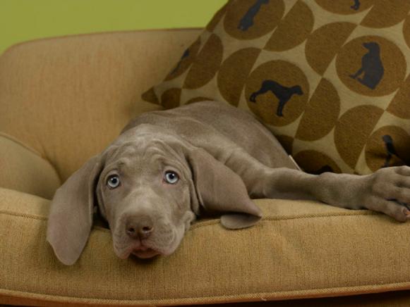 Dog With Sofa