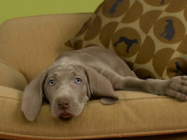 9 Tips for a Chic, Pet-Friendly Home