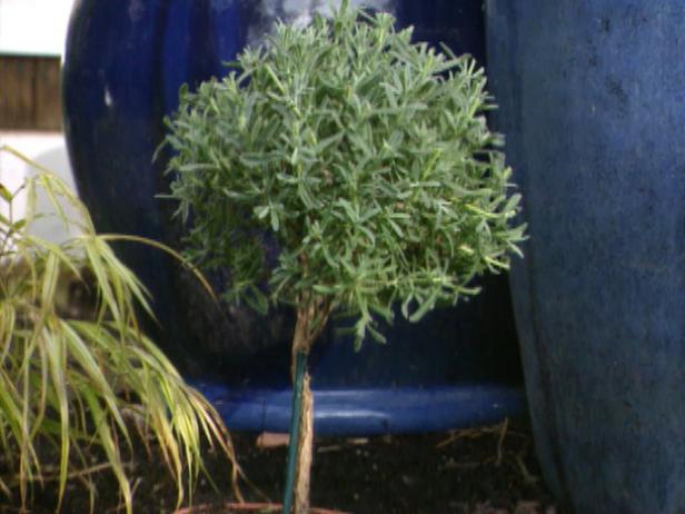 gby1307_3a_lollipop_topiary gby1307_3a_lollipop_topiary