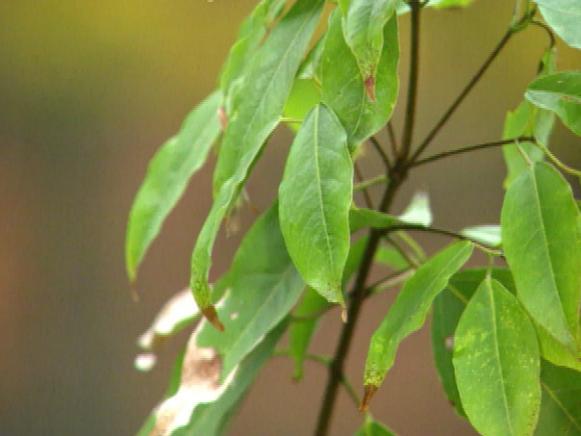 gby1307_2d_acer_ablogum gby1307_2d_acer_ablogum
