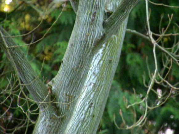 gby1307_2i_acer_tegmatosum