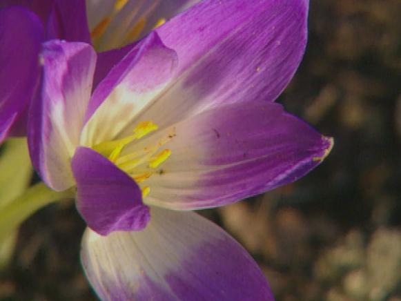 gby1311_2c_colchicums_bloom gby1311_2c_colchicums_bloom