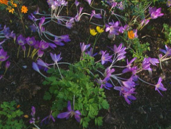 gby1311_2f_colchicums_lying_down gby1311_2f_colchicums_lying_down