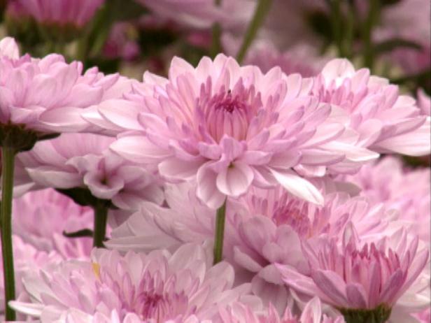 gby1309_1a_pink_mums gby1309_1a_pink_mums