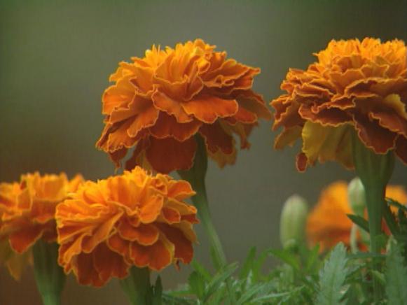 gby1309_1g_marigolds gby1309_1g_marigolds