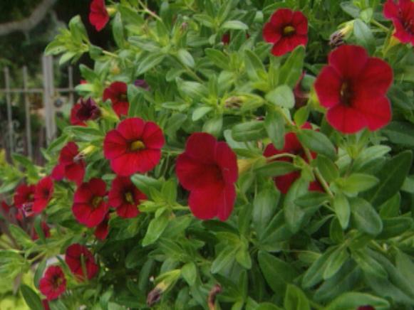 gby1309_1i_red_superbells gby1309_1i_red_superbells