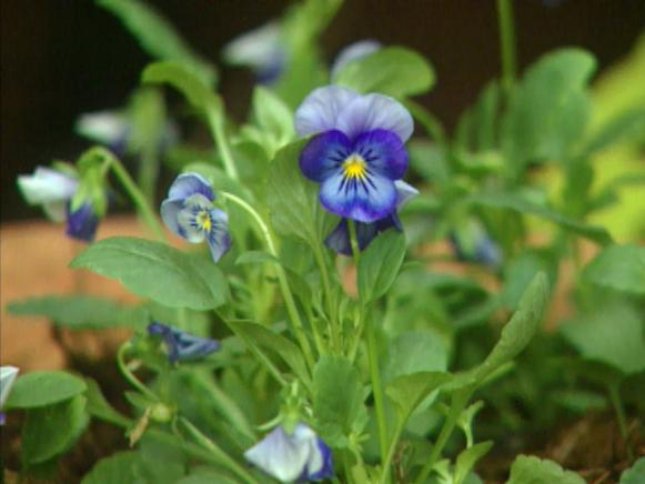 gby1309_1d_purple_pansies