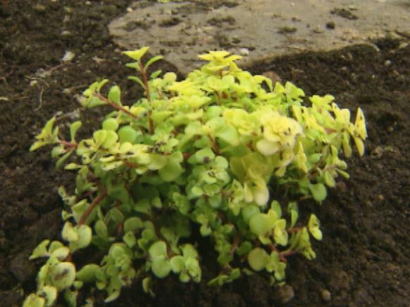 gby1310_3b_sedum_ogon