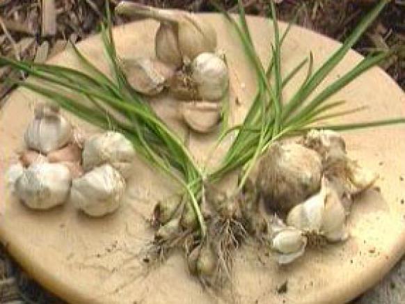 gby909_1d_garlic gby909_1d_garlic