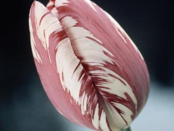Pink Striped Tulip