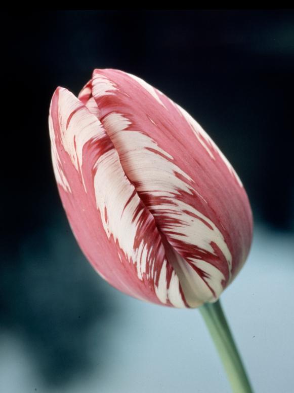 Cultivating Winter Tulips Cultivating Winter Tulips