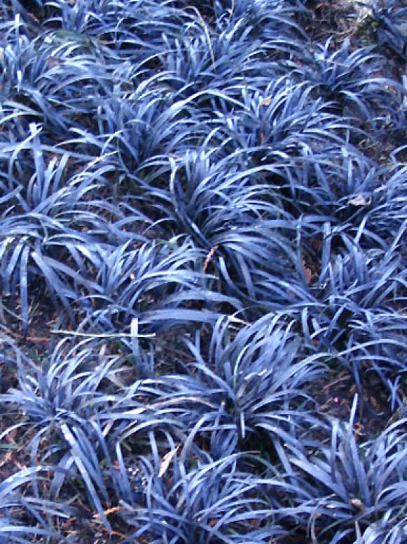 football_black_mondo_grass football_black_mondo_grass
