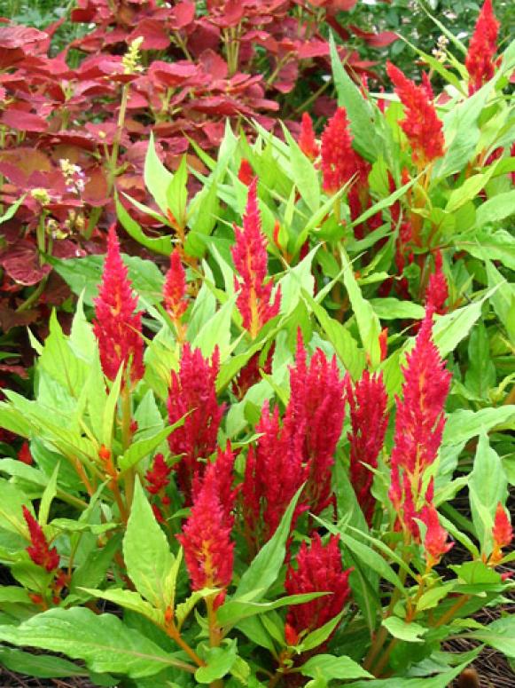 football_celosia football_celosia