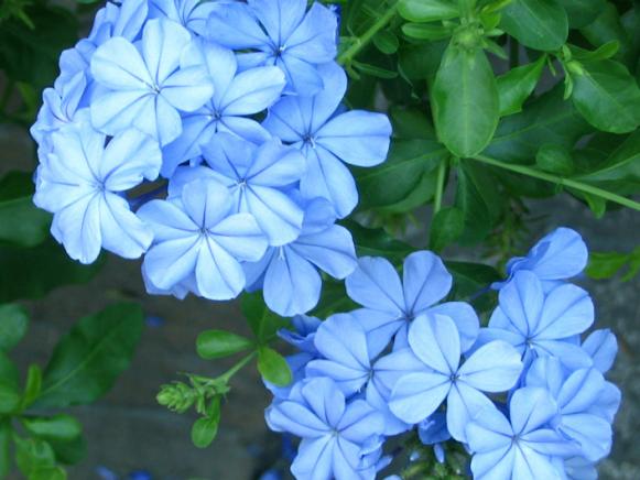 football_plumbago football_plumbago