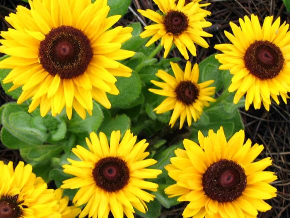 football_rudbeckia football_rudbeckia