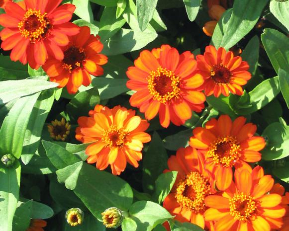 football_zinnia_profusion_fire football_zinnia_profusion_fire