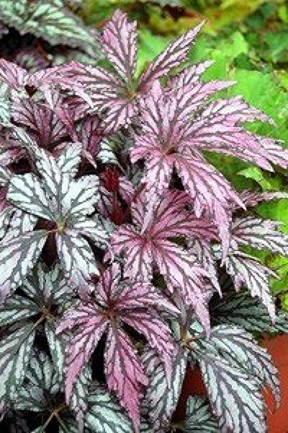 var_Begonia_Benitochiba var_Begonia_Benitochiba