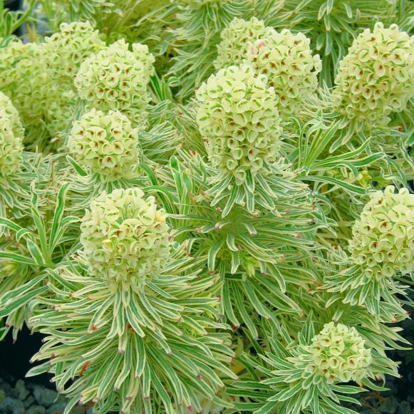 var_euphorbia_tasmaniantiger_wayside var_euphorbia_tasmaniantiger_wayside