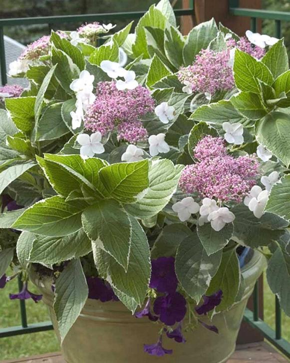 var_hydrangea_lightoday var_hydrangea_lightoday