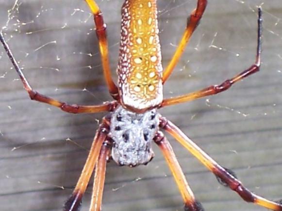 golden-silk-spider golden-silk-spider