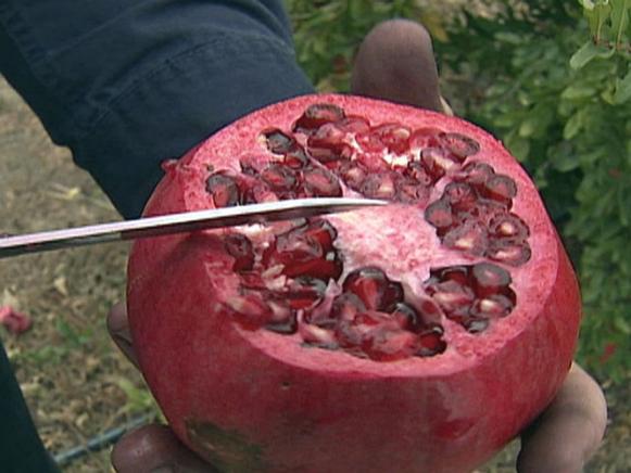gby1510seg3_pomegranate gby1510seg3_pomegranate