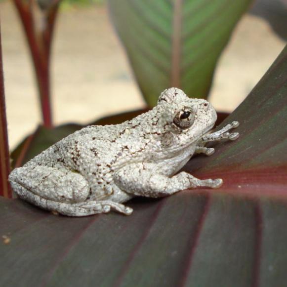 copes-gray-tree-frog copes-gray-tree-frog