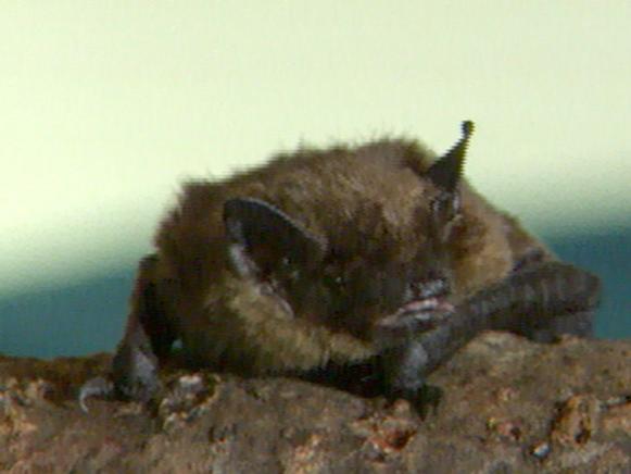 inviting bats to your yard hgtv inviting bats to your yard hgtv