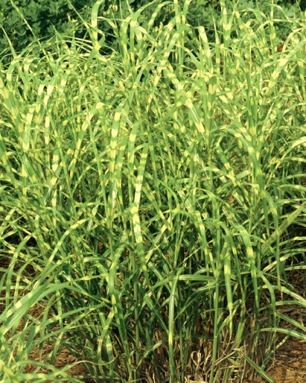 var_Miscanthus_SuperStripe_BY var_Miscanthus_SuperStripe_BY