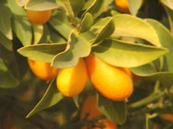 gby1404_nordmannkumquat gby1404_nordmannkumquat