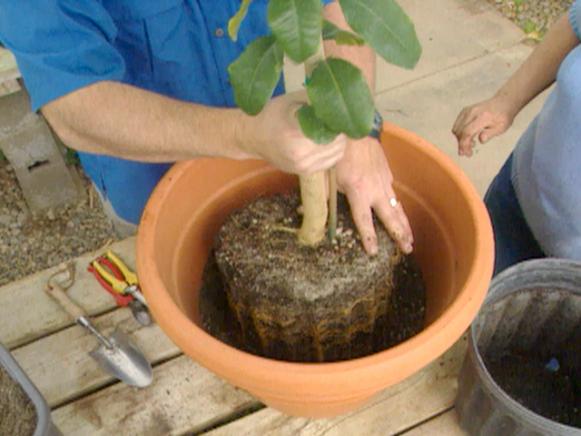 gby1404_treeintopot gby1404_treeintopot