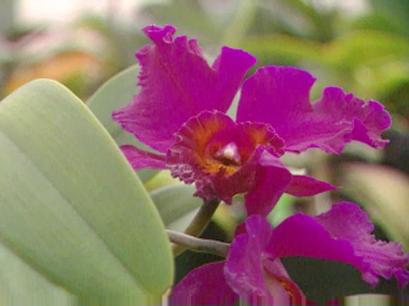 gby1405_cattleyaorchid gby1405_cattleyaorchid