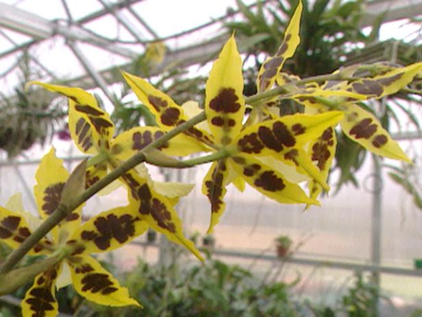 gby1405_cuorchid1 gby1405_cuorchid1