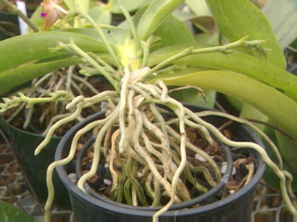 gby1405_orchidroots gby1405_orchidroots