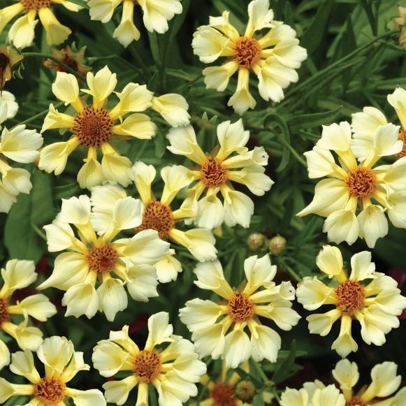 cool07_Coreopsis_Pinwheel cool07_Coreopsis_Pinwheel