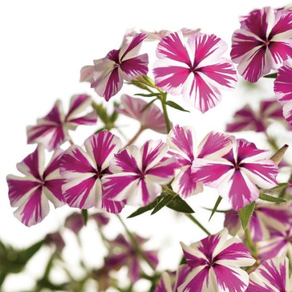 cool07_Phlox_IntensiaPW cool07_Phlox_IntensiaPW