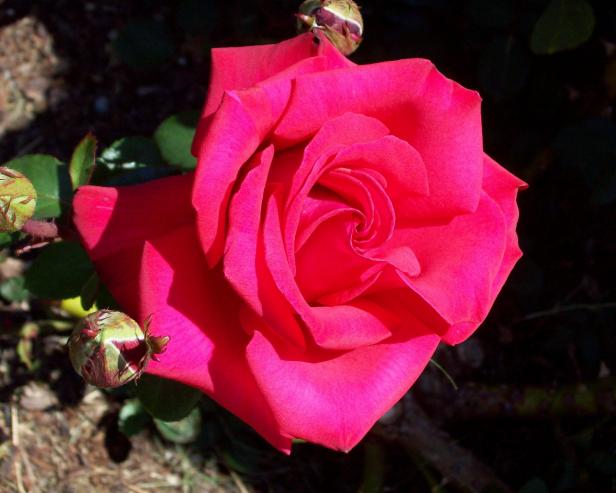swrose_rinahugo swrose_rinahugo