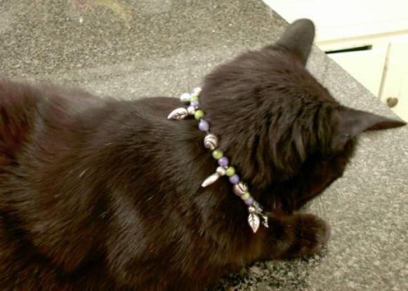 petcraft_cnA petcraft_cnA
